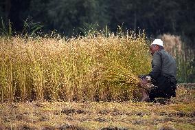 Rice Harvesting In Kashmir