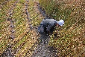 Rice Harvesting In Kashmir