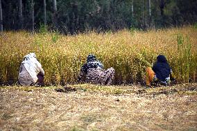 Rice Harvesting In Kashmir