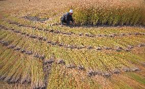 Rice Harvesting In Kashmir