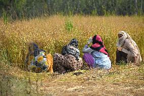 Rice Harvesting In Kashmir