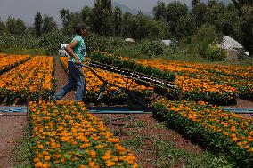 Producers Of Cempasuchil Flowers From The Chinampas Of The San Luis Tlaxialtemalco Flower Market In Xochimilco