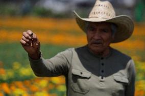Producers Of Cempasuchil Flowers From The Chinampas Of The San Luis Tlaxialtemalco Flower Market In Xochimilco