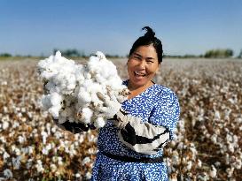 Ripens Cotton in Xinjiang