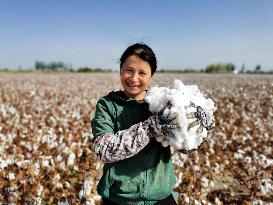 Ripens Cotton in Xinjiang