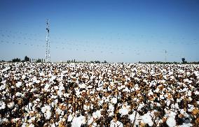 Ripens Cotton in Xinjiang