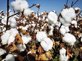 Ripens Cotton in Xinjiang