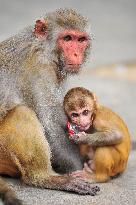 Rhesus Macaque At Geologist Chasnipir Shrine Premises - Bangladesh