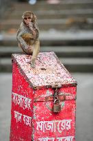 Rhesus Macaque At Geologist Chasnipir Shrine Premises - Bangladesh
