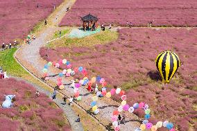 Pink Muhlygrass Tour Popular in Nanjing