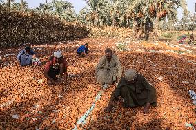 EGYPT-GIZA-DATE-HARVEST