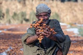 EGYPT-GIZA-DATE-HARVEST