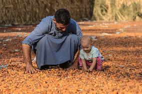 EGYPT-GIZA-DATE-HARVEST