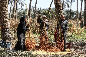 EGYPT-GIZA-DATE-HARVEST