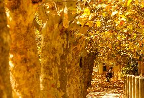 LEBANON-SAWFAR-FALL-FOLIAGE