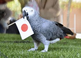 Rugby: Parrot predicts Japan win against Argentina