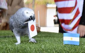 Rugby: Parrot predicts Japan win against Argentina