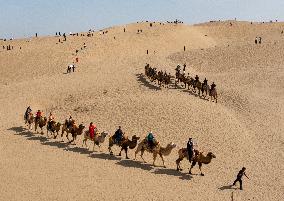 Tourists Experience Camel Riding in Bazhou