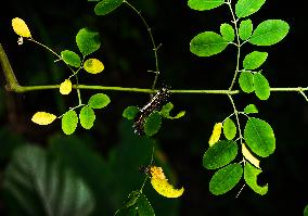 Animal India - Tussock Moth - Moringa Oleifera