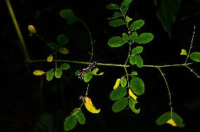 Animal India - Tussock Moth - Moringa Oleifera
