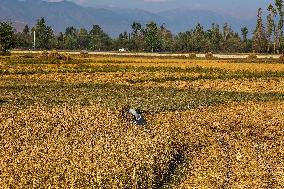 Rice Harvesting In Kashmir