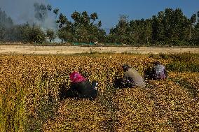 Rice Harvesting In Kashmir