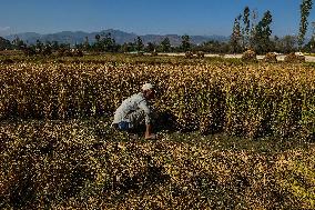 Rice Harvesting In Kashmir