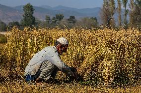 Rice Harvesting In Kashmir