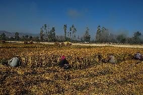 Rice Harvesting In Kashmir