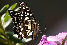 India Wildlife