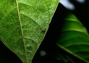 Animal India - Epeus Triangulopalpis Spider
