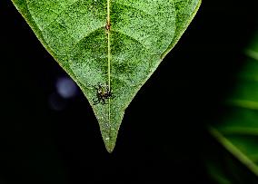Animal India - Epeus Triangulopalpis Spider