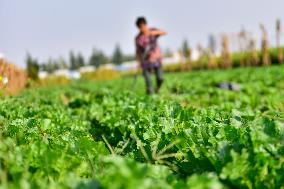 Autumn Planting in Qingzhou