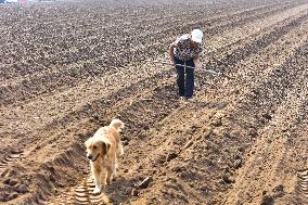 Autumn Planting in Qingzhou