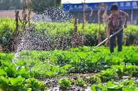 Autumn Planting in Qingzhou