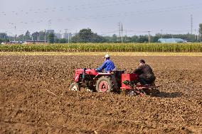 Autumn Planting in Qingzhou