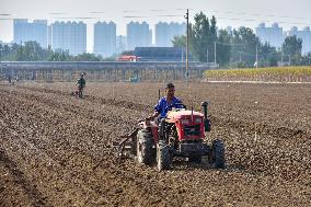 Autumn Planting in Qingzhou