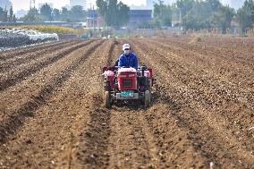 Autumn Planting in Qingzhou