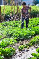 Autumn Planting in Qingzhou