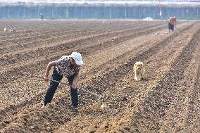 Autumn Planting in Qingzhou