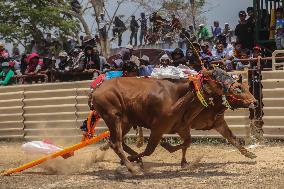 Kerapan Sapi, A Traditional Cattle Race In Indonesia