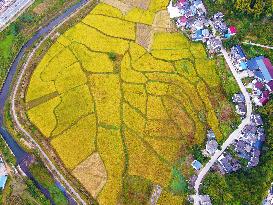 Rice Field in Anqing