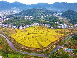 Rice Field in Anqing