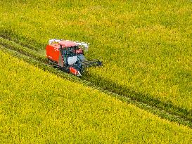 Rice Harvest in Hefei