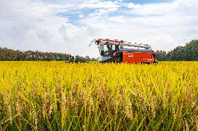 Rice Harvest in Hefei