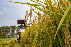 Rice Harvest in Hefei