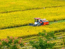 Rice Harvest in Hefei
