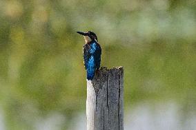Common Kingfisher In India