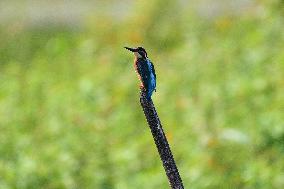 Common Kingfisher In India