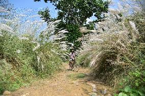 Kans Grass Flower Blooms In Autumn